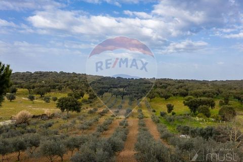Farm i Estremoz, Evora, Estremoz - € 295.000 | Ref: 124151054-58 - foto 46