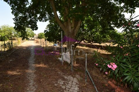 Villa em Minde, Santarem, Minde - € 320.000 | Ref: 2261 - foto 46