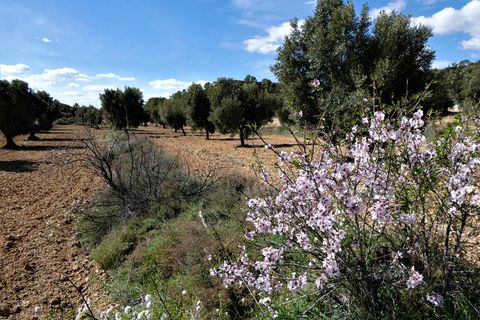 Finca i Maella, Zaragoza, Maella - € 29.000 | Ref: 0882 - foto 18