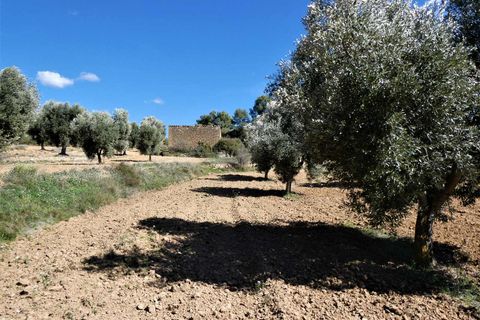 Finca i Maella, Zaragoza, Maella - € 29.000 | Ref: 0882 - foto 17