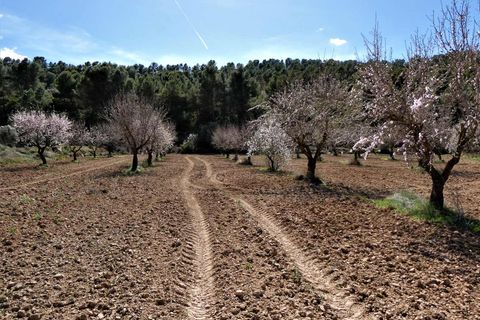 Finca i Maella, Zaragoza, Maella - € 29.000 | Ref: 0882 - foto 32