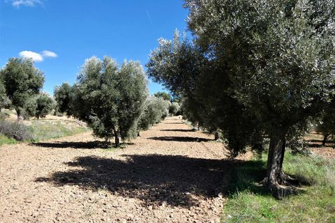Finca i Maella, Zaragoza, Maella - € 29.000 | Ref: 0882 - foto 21