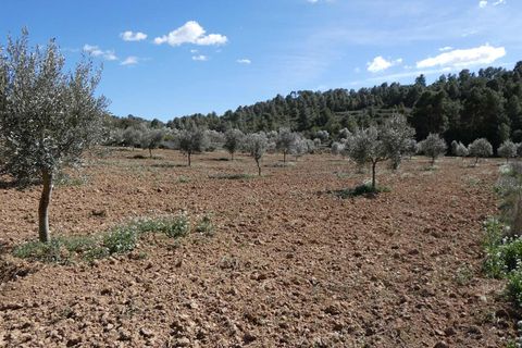 Finca i Maella, Zaragoza, Maella - € 29.000 | Ref: 0882 - foto 28