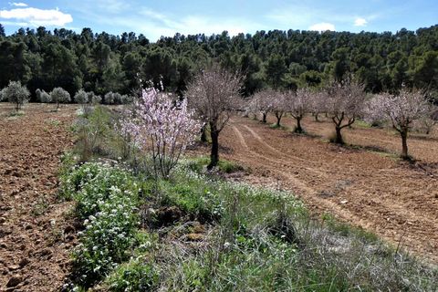 Finca i Maella, Zaragoza, Maella - € 29.000 | Ref: 0882 - foto 30