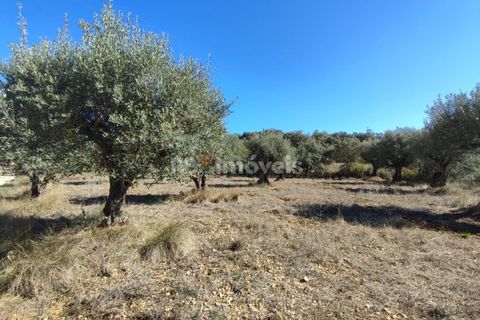 Helårsgrund i Tomar, Santarem, Tomar - € 6.000 | Ref: 01014-23 - foto 5