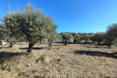 Helårsgrund i Tomar, Santarem, Tomar - € 6.000 | Ref: 01014-23 - foto 6