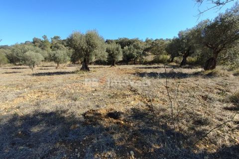 Helårsgrund i Tomar, Santarem, Tomar - € 6.000 | Ref: 01014-23 - foto 2