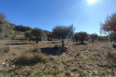 Helårsgrund i Tomar, Santarem, Tomar - € 6.000 | Ref: 01014-23 - foto 10