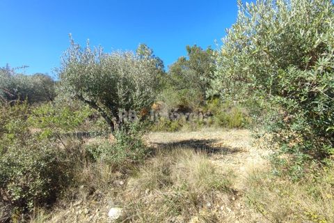 Helårsgrund i Tomar, Santarem, Tomar - € 6.000 | Ref: 01014-23 - foto 7