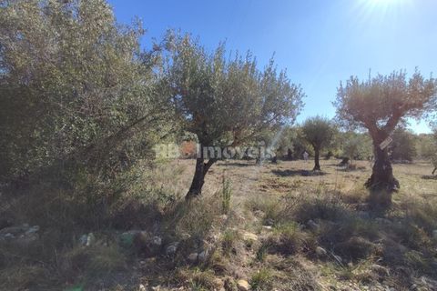 Helårsgrund i Tomar, Santarem, Tomar - € 6.000 | Ref: 01014-23 - foto 3