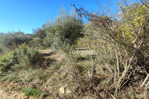 Helårsgrund i Tomar, Santarem, Tomar - € 6.000 | Ref: 01014-23 - foto 12