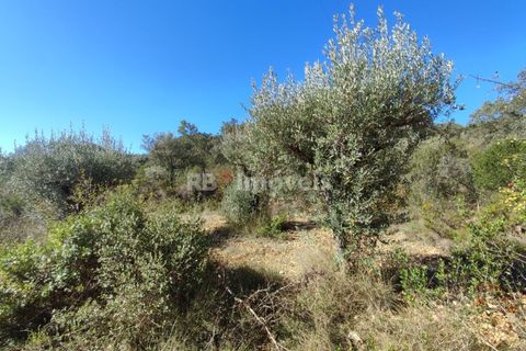Helårsgrund i Tomar, Santarem, Tomar - € 6.000 | Ref: 01014-23 - foto 13