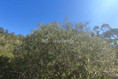 Helårsgrund i Tomar, Santarem, Tomar - € 5.200 | Ref: 01015-23 - foto 5