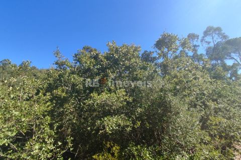 Helårsgrund i Tomar, Santarem, Tomar - € 5.200 | Ref: 01015-23 - foto 4