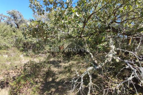 Helårsgrund i Tomar, Santarem, Tomar - € 5.000 | Ref: 01016-23 - foto 1