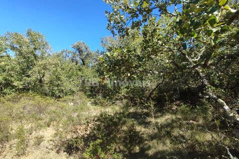 Helårsgrund i Tomar, Santarem, Tomar - € 5.000 | Ref: 01016-23 - foto 2