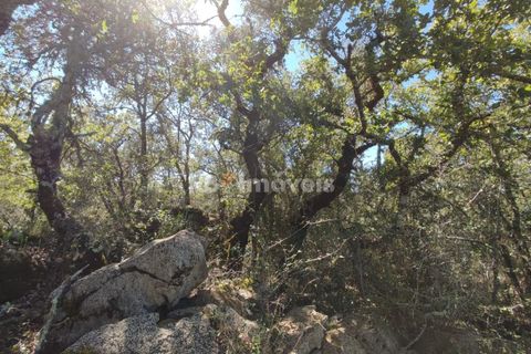 Helårsgrund i Tomar, Santarem, Tomar - € 5.000 | Ref: 01016-23 - foto 4