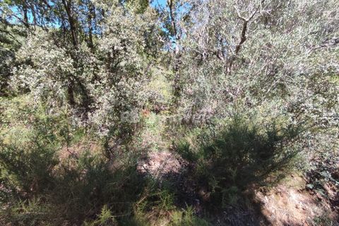 Helårsgrund i Tomar, Santarem, Tomar - € 5.000 | Ref: 01016-23 - foto 5