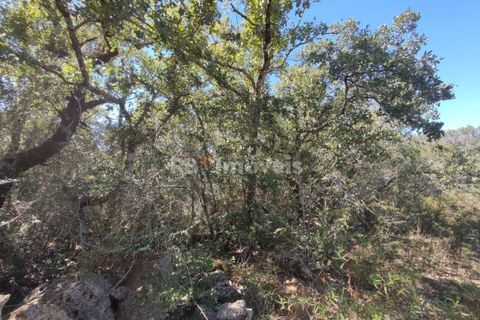 Helårsgrund i Tomar, Santarem, Tomar - € 5.000 | Ref: 01016-23 - foto 3