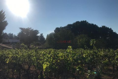 Landejendom i Ostuni, Brindisi, Ostuni - € 180.000 | Ref: 236 - foto 8