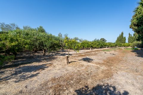 Finca i Deltebre, Tarragona, Deltebre - € 54.000 | Ref: 924 - foto 9