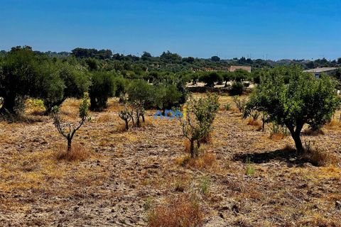 Farm hus i Castelo Branco, Castelo Branco, Castelo Branco - € 190.000 | Ref: 123063 - foto 6