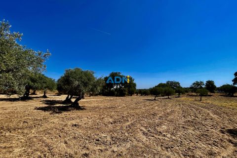 Farm hus i Castelo Branco, Castelo Branco, Castelo Branco - € 190.000 | Ref: 123063 - foto 8