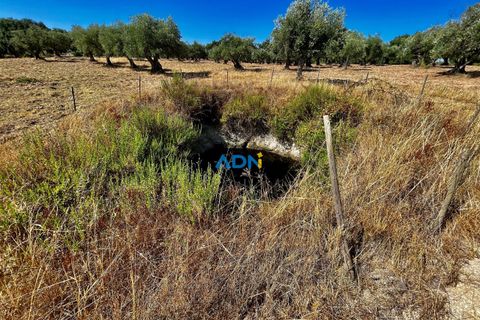 Farm hus i Castelo Branco, Castelo Branco, Castelo Branco - € 190.000 | Ref: 123063 - foto 15