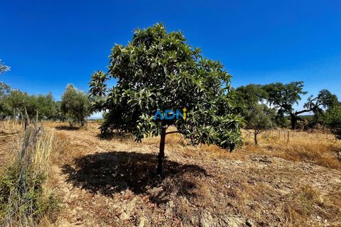 Farm hus i Castelo Branco, Castelo Branco, Castelo Branco - € 190.000 | Ref: 123063 - foto 18