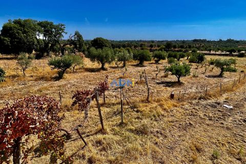 Farm hus i Castelo Branco, Castelo Branco, Castelo Branco - € 190.000 | Ref: 123063 - foto 23