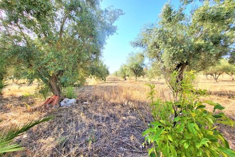 Farm i Avis, Portalegre, Avis - € 310.000 | Ref: JG2177 - foto 4