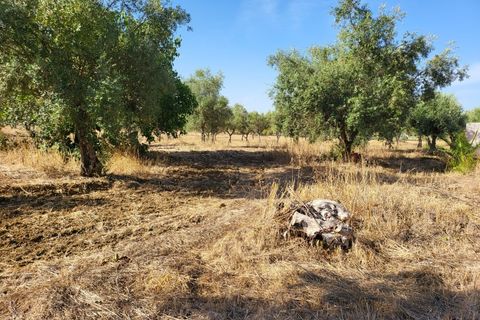 Farm i Avis, Portalegre, Avis - € 310.000 | Ref: JG2177 - foto 31