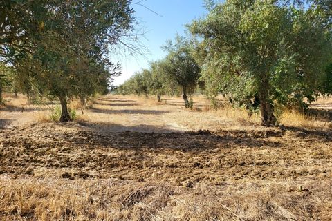 Farm i Avis, Portalegre, Avis - € 310.000 | Ref: JG2177 - foto 32