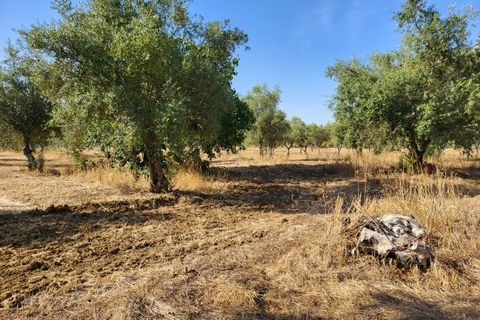 Farm i Avis, Portalegre, Avis - € 310.000 | Ref: JG2177 - foto 33