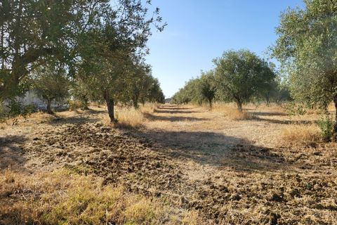 Farm i Avis, Portalegre, Avis - € 310.000 | Ref: JG2177 - foto 39