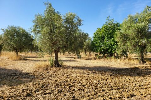 Farm i Avis, Portalegre, Avis - € 310.000 | Ref: JG2177 - foto 40