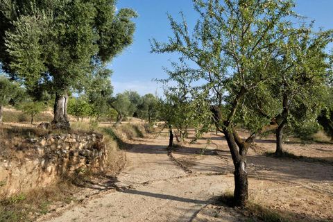 Finca i Maella, Zaragoza, Maella - € 34.000 | Ref: 0935 - foto 23