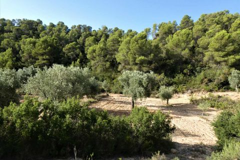 Finca i Maella, Zaragoza, Maella - € 34.000 | Ref: 0935 - foto 16