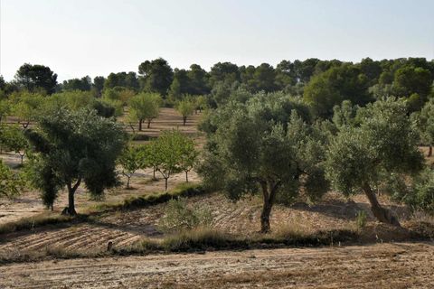 Finca i Maella, Zaragoza, Maella - € 34.000 | Ref: 0935 - foto 30