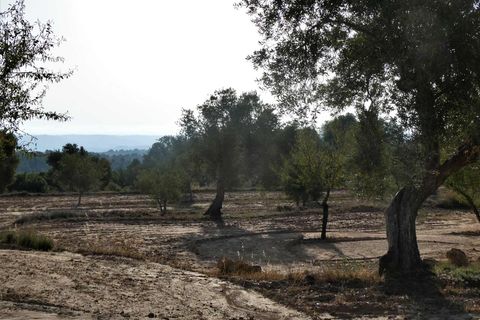 Finca i Maella, Zaragoza, Maella - € 34.000 | Ref: 0935 - foto 27
