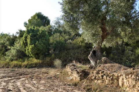 Finca i Maella, Zaragoza, Maella - € 34.000 | Ref: 0935 - foto 24