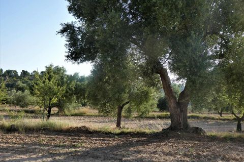 Finca i Maella, Zaragoza, Maella - € 34.000 | Ref: 0935 - foto 25