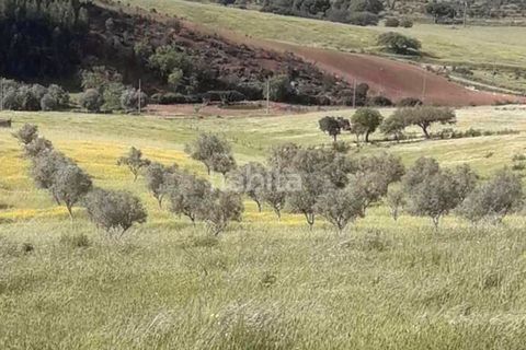 Farm i Ourique, Beja, Ourique - € 260.000 | Ref: MB082002 (2)_VC - foto 6
