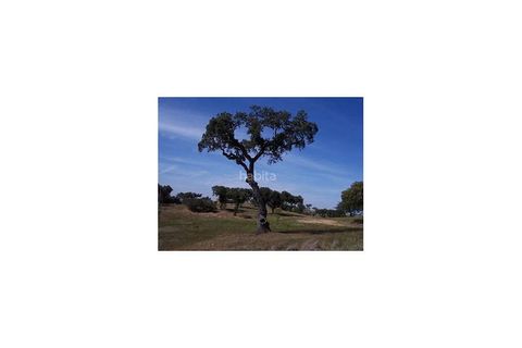 Farm i Ourique, Beja, Ourique - € 260.000 | Ref: MB082002 (2)_VC - foto 21