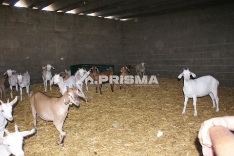 Farm i Castelo Branco, Castelo Branco, Castelo Branco - € 270.000 | Ref: PP4217 - foto 37