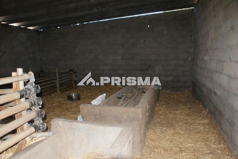 Farm i Castelo Branco, Castelo Branco, Castelo Branco - € 270.000 | Ref: PP4217 - foto 38