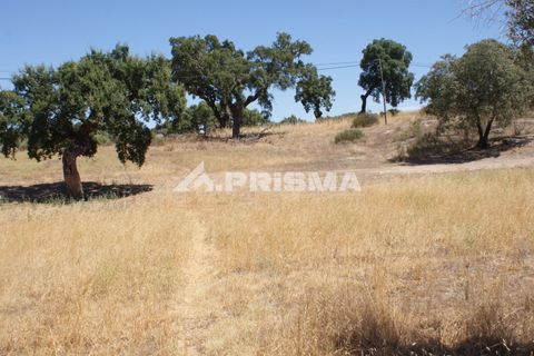 Farm i Castelo Branco, Castelo Branco, Castelo Branco - € 270.000 | Ref: PP4217 - foto 43