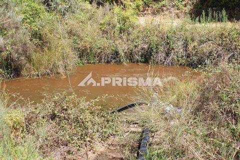 Farm i Castelo Branco, Castelo Branco, Castelo Branco - € 270.000 | Ref: PP4217 - foto 45