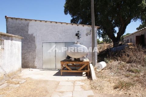 Farm i Castelo Branco, Castelo Branco, Castelo Branco - € 270.000 | Ref: PP4217 - foto 49