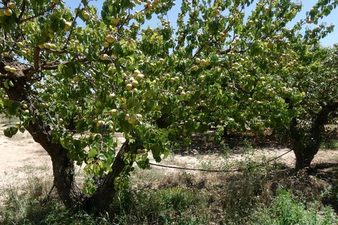 Finca i Caspe, Zaragoza, Caspe - € 149.000 | Ref: 0896 - foto 38